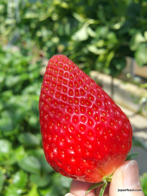 Fujimi Strawberry Picking