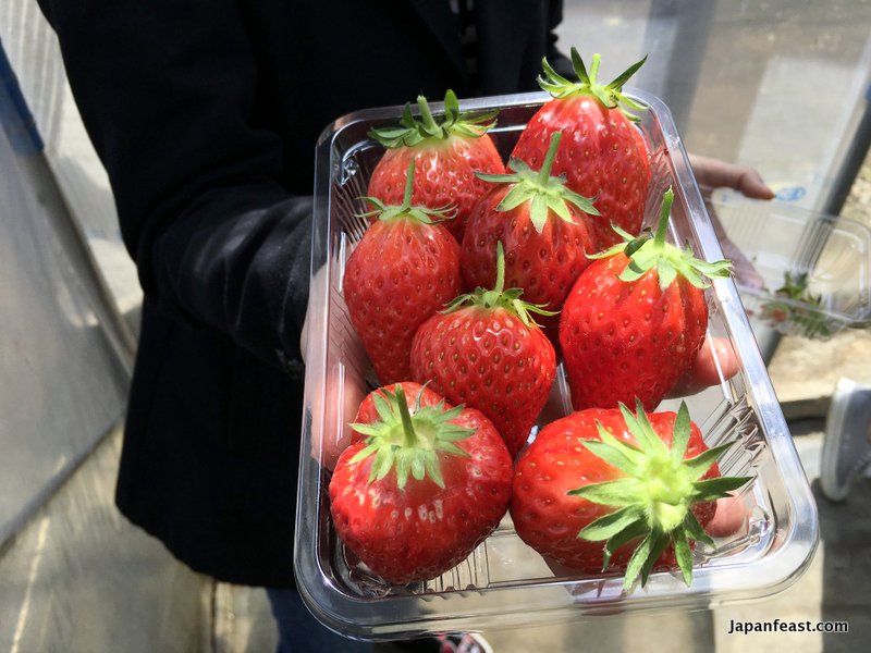 Fujimi Strawberry Picking