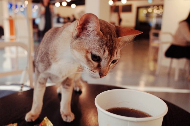 CAT CAFE MOCHA