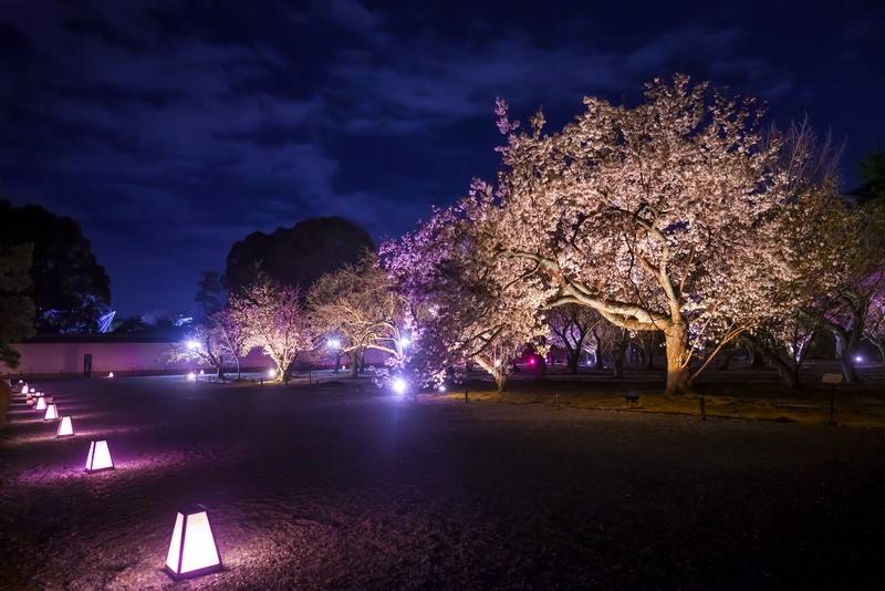 Nijo Castle Cherry Blossom Festival Features Sakura Light up Japan FEAST