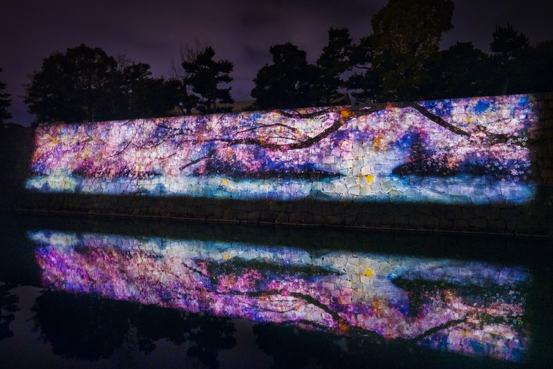 Nijo Castle Cherry Blossom Festival Features Sakura Light up