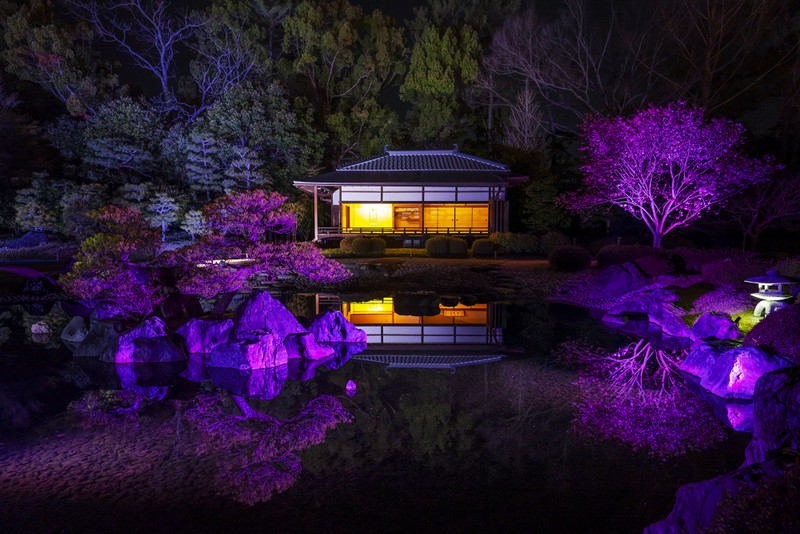 Nijo Castle Cherry Blossom Festival Features Sakura Light up